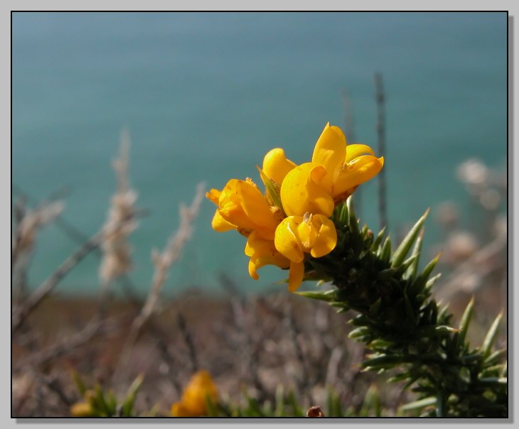 I fiori del granito